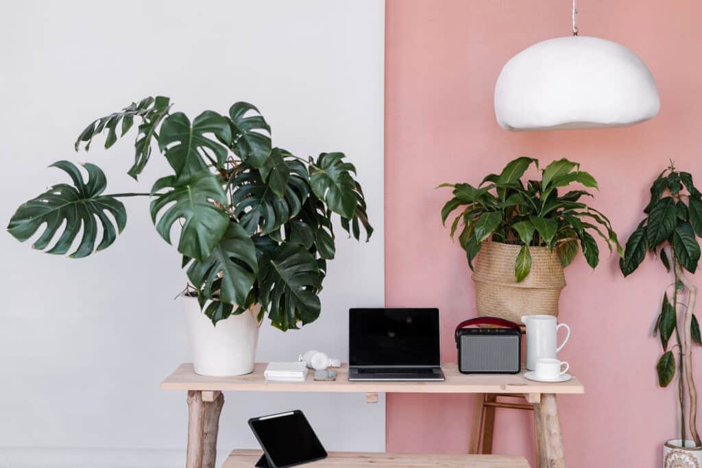 laptop on desk with plants for article "how much do Twitch streamers make"